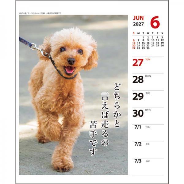 犬川柳カレンダー（週めくり）２０２７ プードル／中面