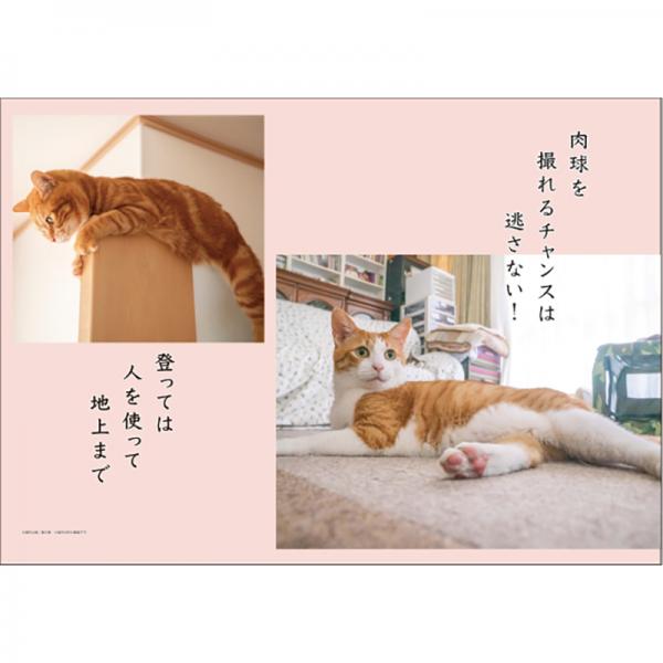 猫川柳カレンダー２０２７ 月めくり／中面