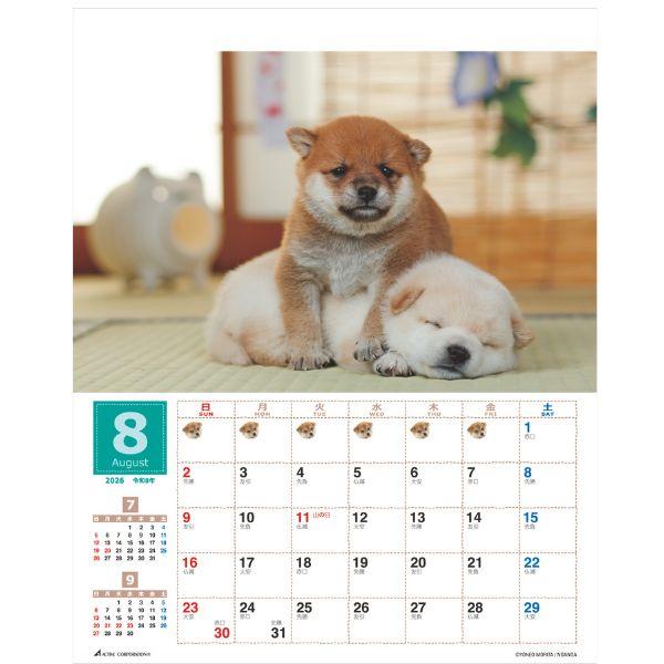 森田米雄 まるごと柴犬カレンダー２０２６　壁掛け 