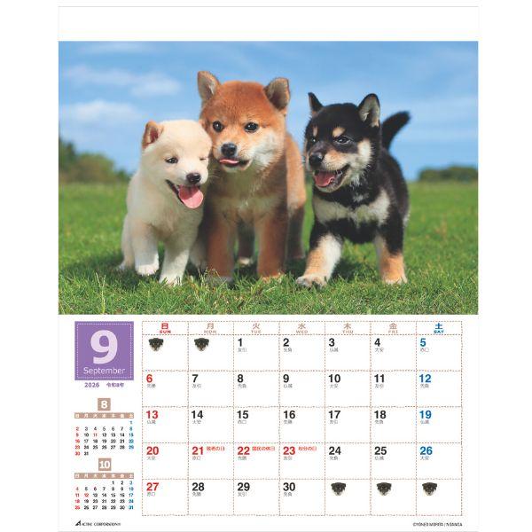 森田米雄 まるごと柴犬カレンダー２０２６　壁掛け 