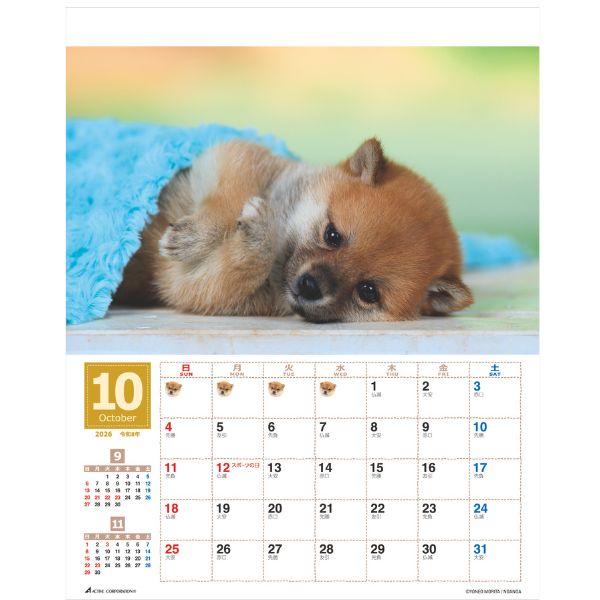 森田米雄 まるごと柴犬カレンダー２０２６　壁掛け 