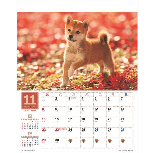森田米雄 まるごと柴犬カレンダー２０２６　壁掛け 