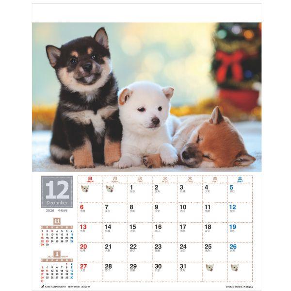 森田米雄 まるごと柴犬カレンダー２０２６　壁掛け 
