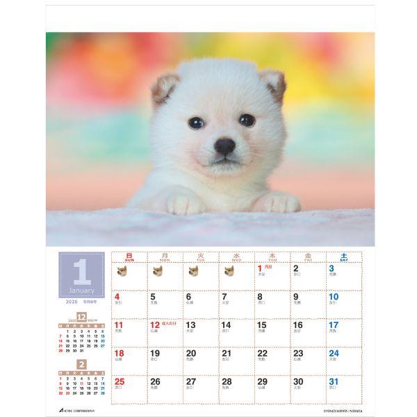 森田米雄 まるごと柴犬カレンダー２０２６　壁掛け 