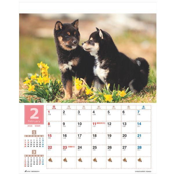 森田米雄 まるごと柴犬カレンダー２０２６　壁掛け 