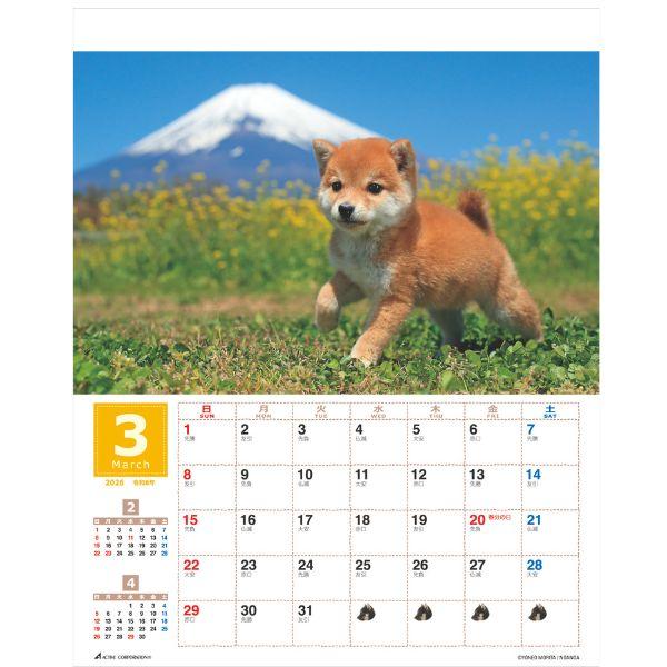 森田米雄 まるごと柴犬カレンダー２０２６　壁掛け 