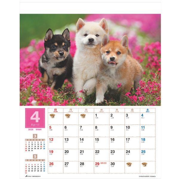 森田米雄 まるごと柴犬カレンダー２０２６　壁掛け 