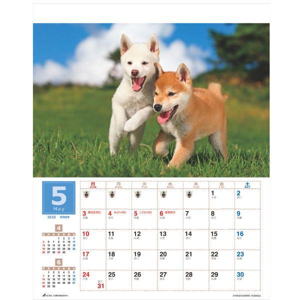 森田米雄 まるごと柴犬カレンダー２０２６　壁掛け 