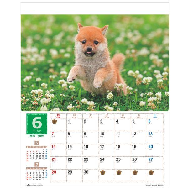 森田米雄 まるごと柴犬カレンダー２０２６　壁掛け 