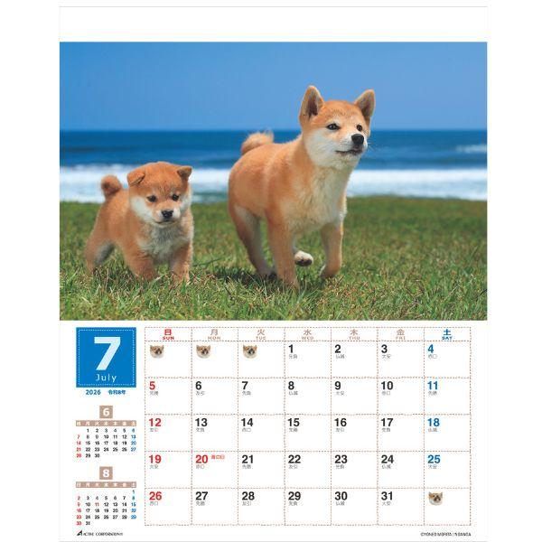 森田米雄 まるごと柴犬カレンダー２０２６　壁掛け 