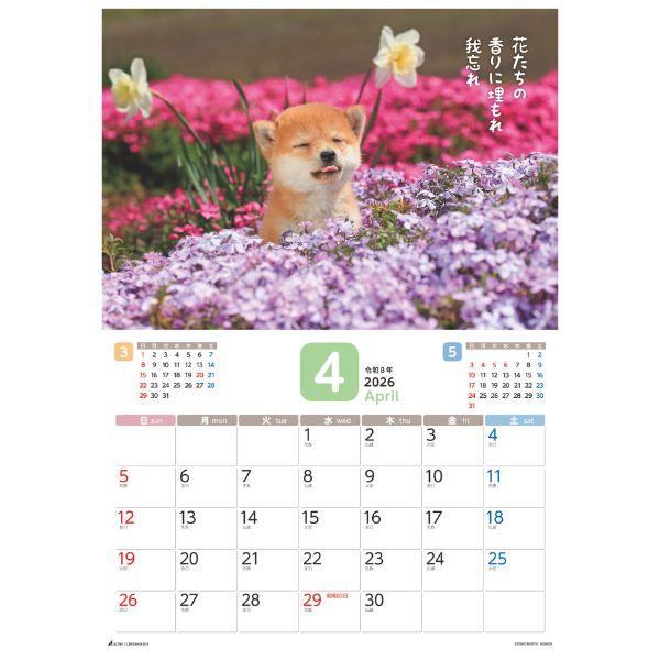 だってシバだもの。カレンダー２０２６　月めくり壁掛け 