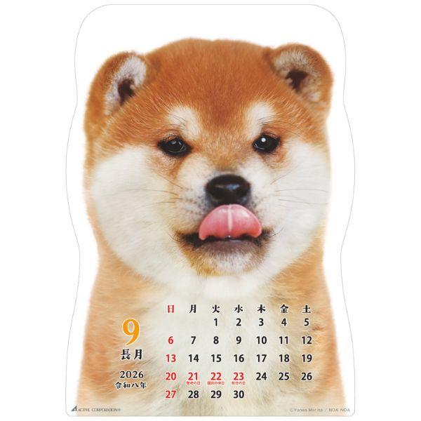 柴犬です２０２６　壁掛け 