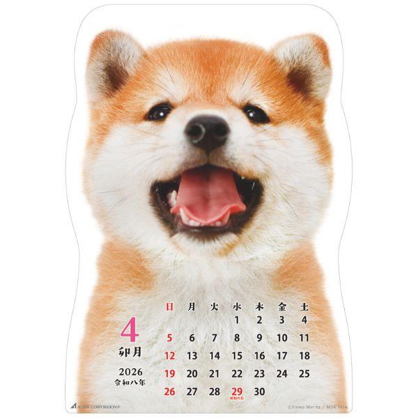 柴犬です２０２６　壁掛け 