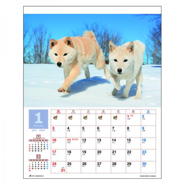 森田米雄 まるごと柴犬カレンダー２０２７　壁掛け 中面･1月