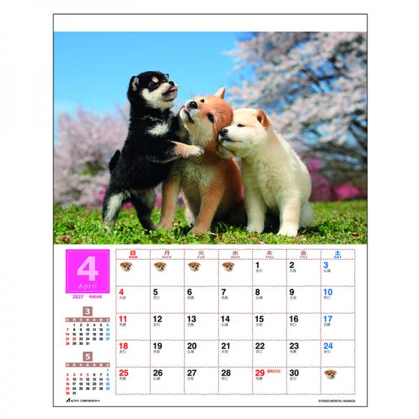 森田米雄 まるごと柴犬カレンダー２０２７　壁掛け 中面･4月