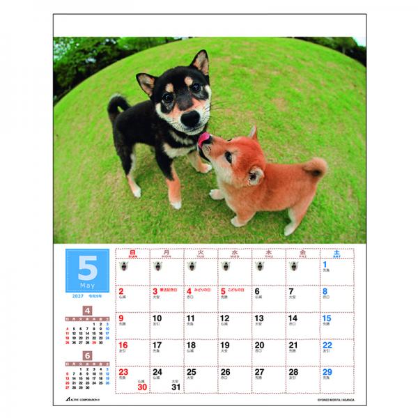 森田米雄 まるごと柴犬カレンダー２０２７　壁掛け 中面･5月