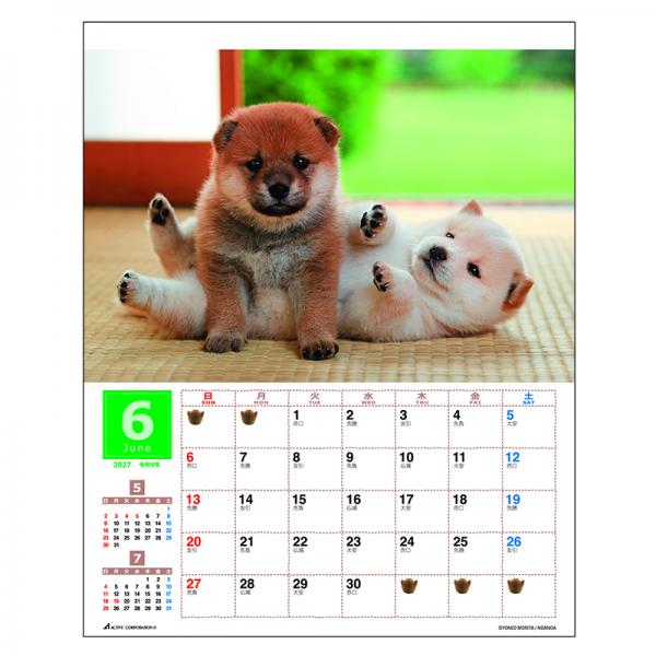 森田米雄 まるごと柴犬カレンダー２０２７　壁掛け 中面･6月