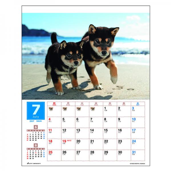 森田米雄 まるごと柴犬カレンダー２０２７　壁掛け 中面･7月