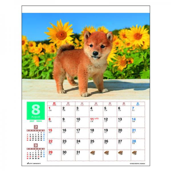 森田米雄 まるごと柴犬カレンダー２０２７　壁掛け 中面･8月