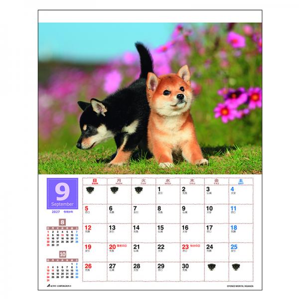 森田米雄 まるごと柴犬カレンダー２０２７　壁掛け 中面･9月