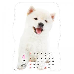 柴犬です２０２７　壁掛け