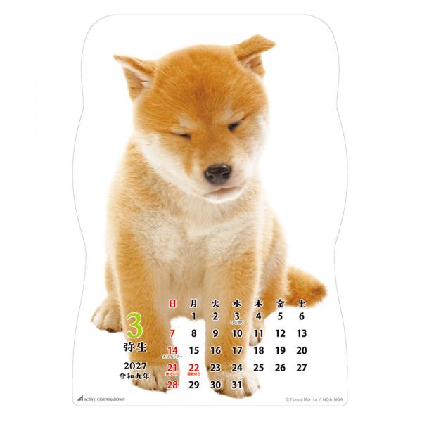 柴犬です２０２７　壁掛け 中面･3月