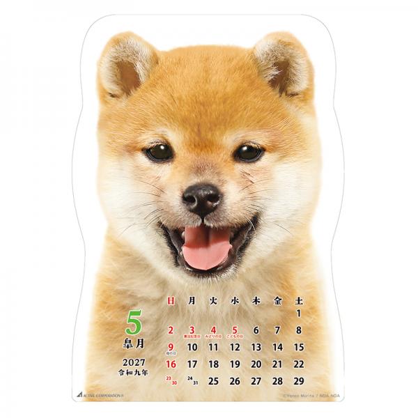柴犬です２０２７　壁掛け 中面･5月