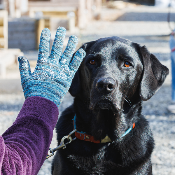 わんことの見守りがわかる軍手 ＭＩＸカラー 