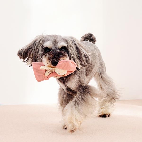 ノーティードッグ・トイ  ソックス 