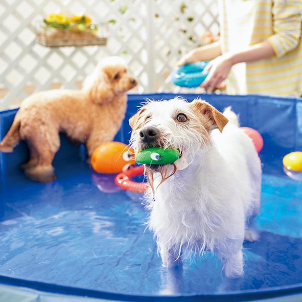 ランコたまごちゃん 