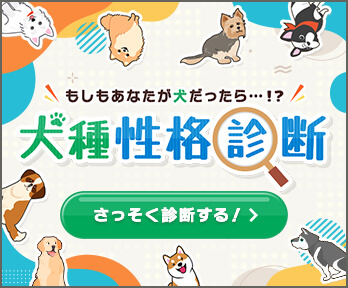 あなたの性格はどの 犬種 猫種 に当てはまる 犬種 猫種性格診断 犬 猫の総合情報サイト Peppy ペピイ