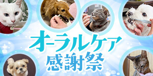 【歯ぴかGP結果発表】オーラルケア感謝祭