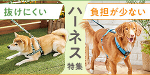 愛犬とのお散歩の悩みをスッキリ解決！負担が少ないハーネス特集
