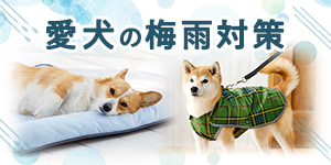 愛犬の梅雨対策｜じめじめ季節を快適に過ごすアイテム・ケア特集