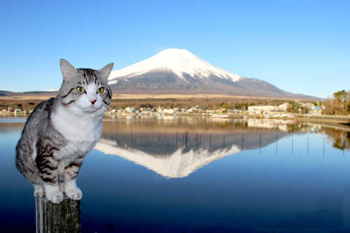わんにゃん調査倶楽部】「旅猫ニャン吉が行く」 日本中を旅した猫