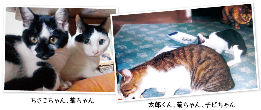 菊ちゃんもちさこちゃんも保護した猫です。