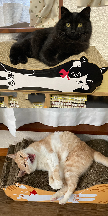 ねこ☆必ずプロフィールを呼んで下さい☆専用ページ 名無し猫 ＜⚙️ (@nanasinekoX) / X