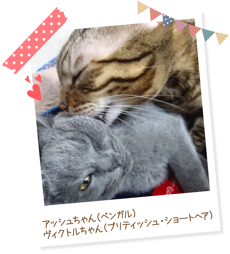 マジカルサンド （紙猫砂）｜ ペット用品の通販サイト ペピイ（PEPPY）