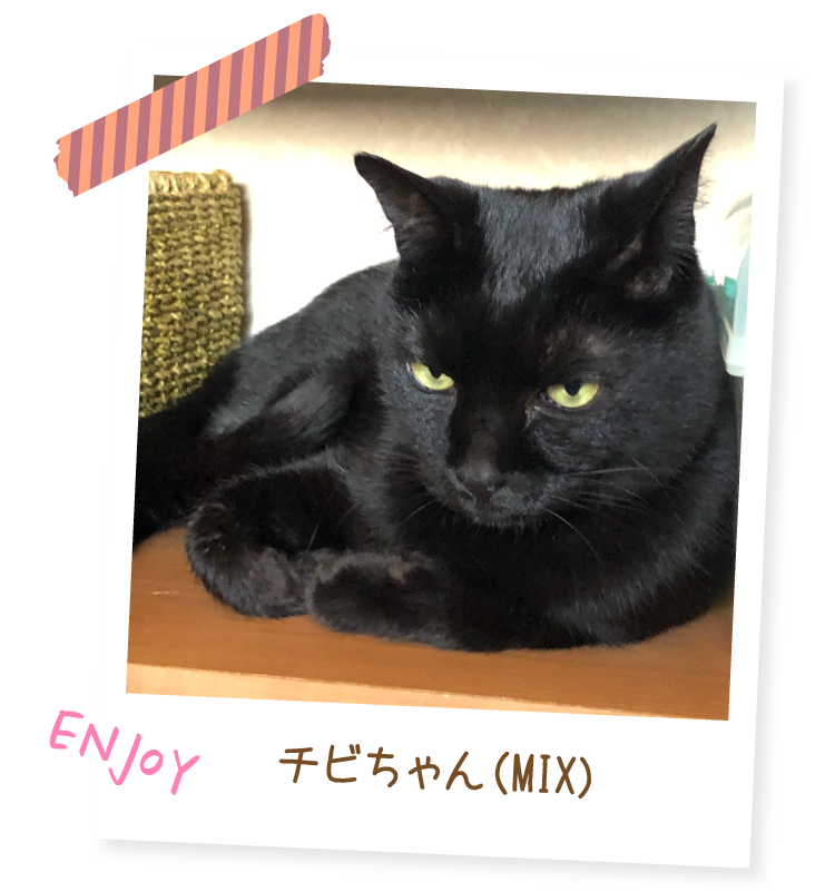 マジカルサンド （紙猫砂）｜ ペット用品の通販サイト ペピイ（PEPPY）