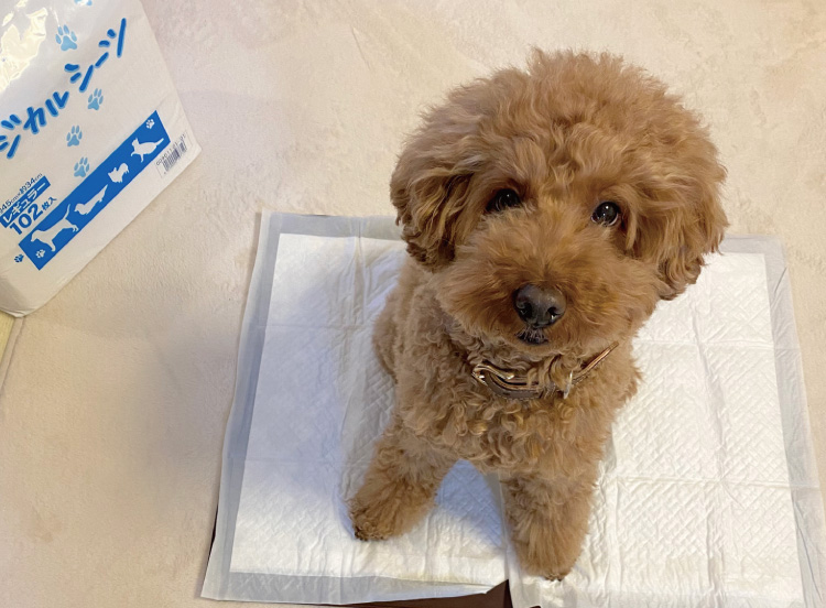 ペピイマジカルシーツ（中厚型ペットシーツ）｜ ペット用品の通販