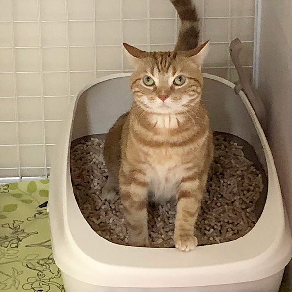 マジカルサンドひのき システムトイレ用猫砂（大粒 消臭）｜ ペット