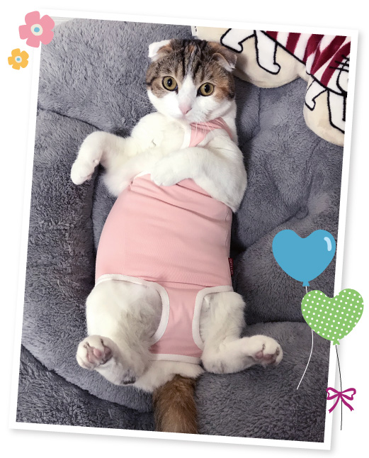 【ピンクの猫】スーツ3点おまとめ ガードスーツ｜ ペット用品の通販サイト ペピイ（PEPPY）