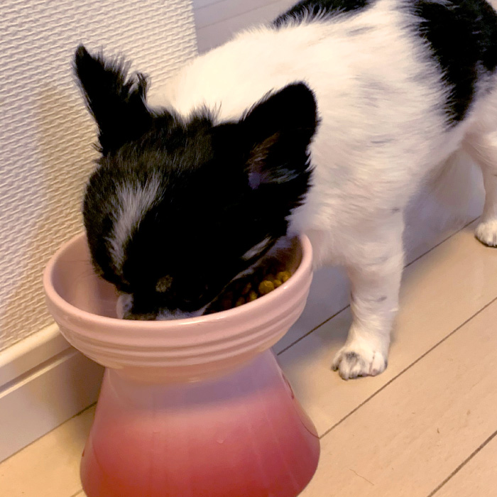 ル・クルーゼ ペット・ボール｜ ペット用品の通販サイト ペピイ（PEPPY）