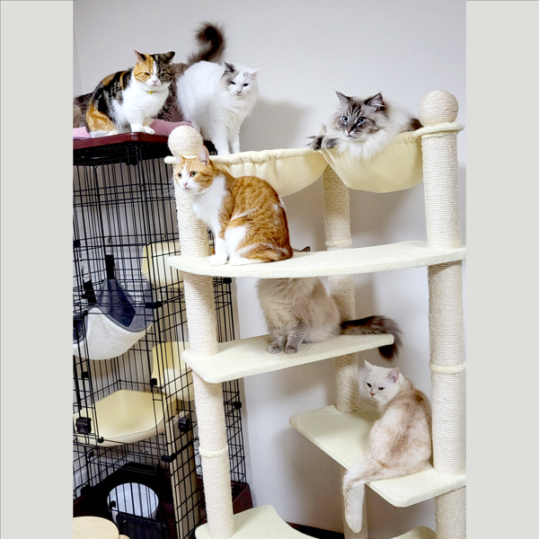 ペピィ つながるトンネルタワー 据え置き型キャットタワー 112cm グレー