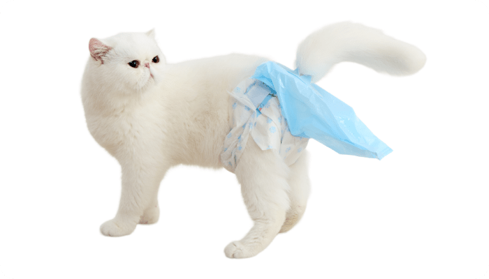 うんこパンツを着用した猫の画像