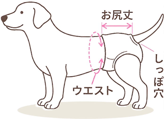 犬のおしり丈・しっぽ穴・ウエストの周囲のガイド画像