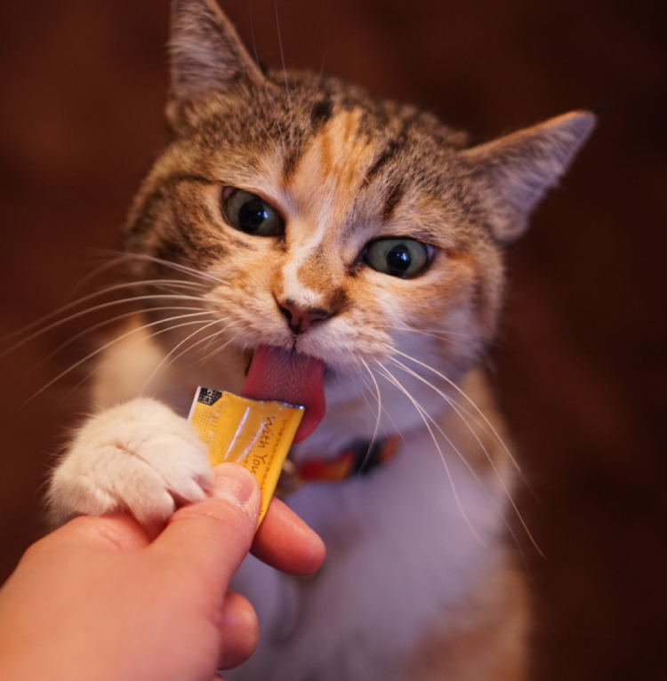 にゃろみ　かつお　80本 Amazon | ウィズユーキャット にゃろみ かつお 20本 無添加 猫