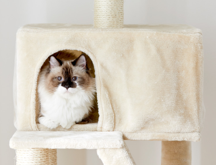 どこでもスリムキャットタワー（高さ147cm 据え置き型 スリム ハウス