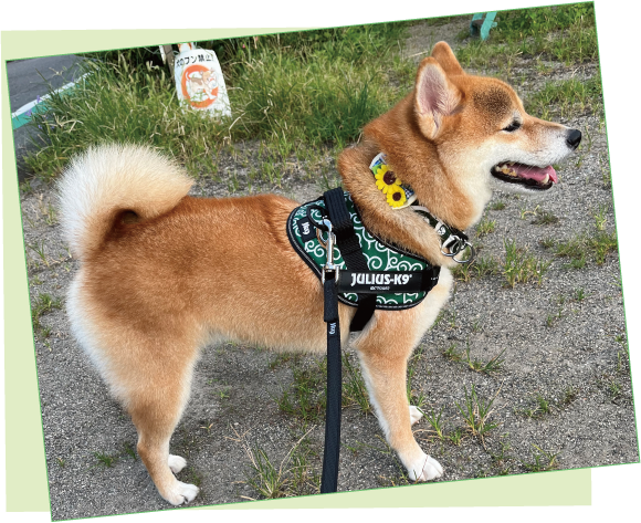 ユリウスK9 IDCパワーハーネス｜ ペット用品の通販サイト ペピイ