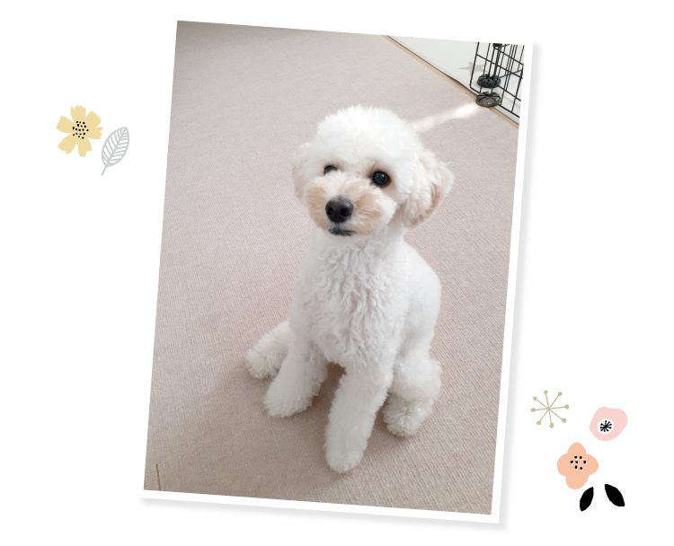 ペピィ　ピタッと吸着タイルマット　超ロングサイズ　60×600cm  犬用マット 楽天市場】【スーパーSALE限定クーポンあり☆】ピタッと吸着